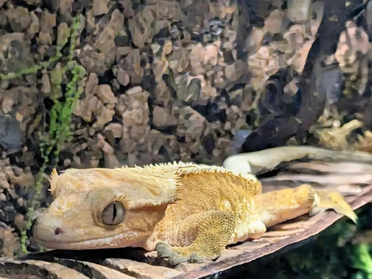 Billede 6 - Kronegekko par. 🦎🦎