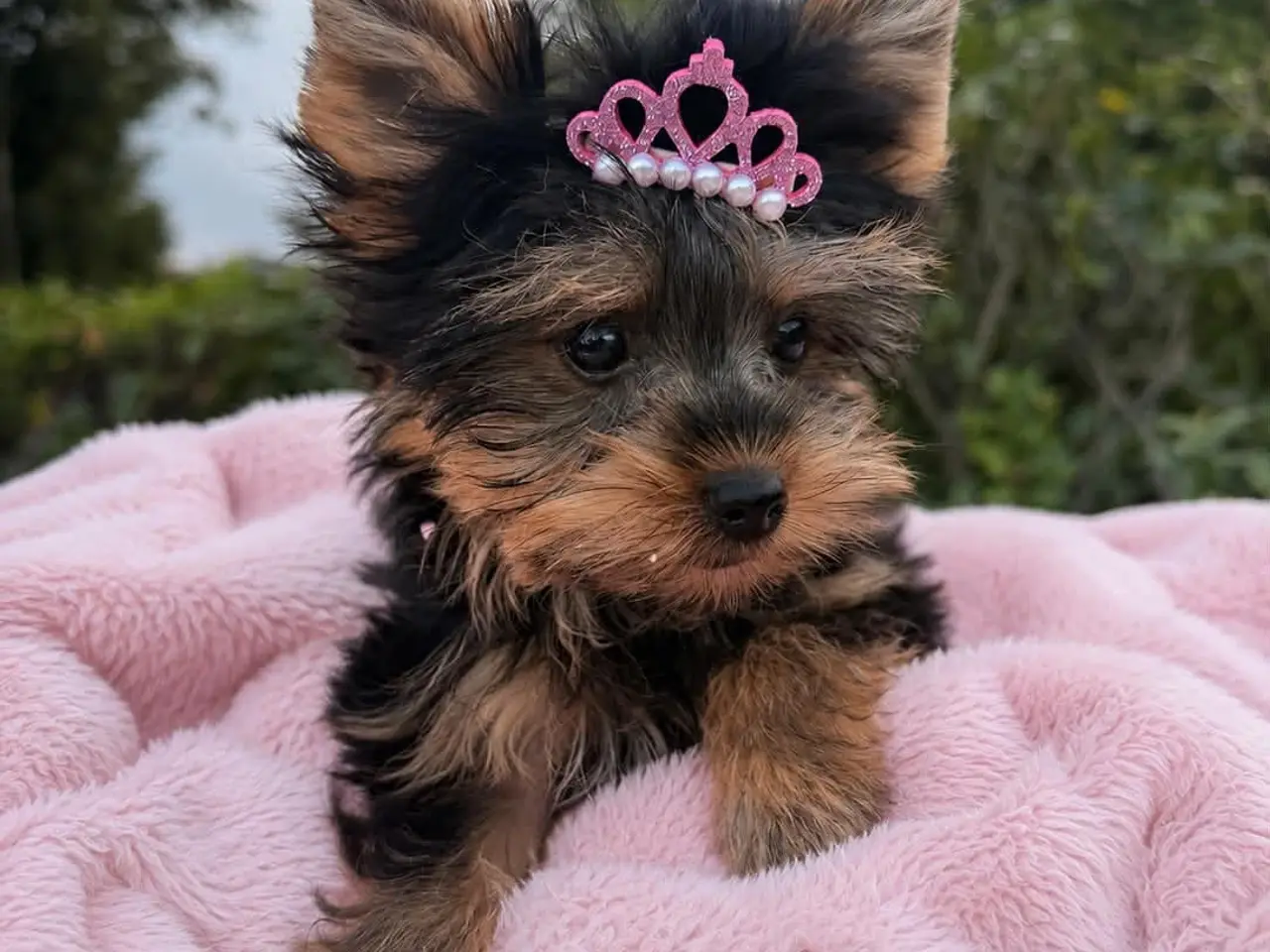 Billede 4 - Yorkshire Terrier Hvalpe