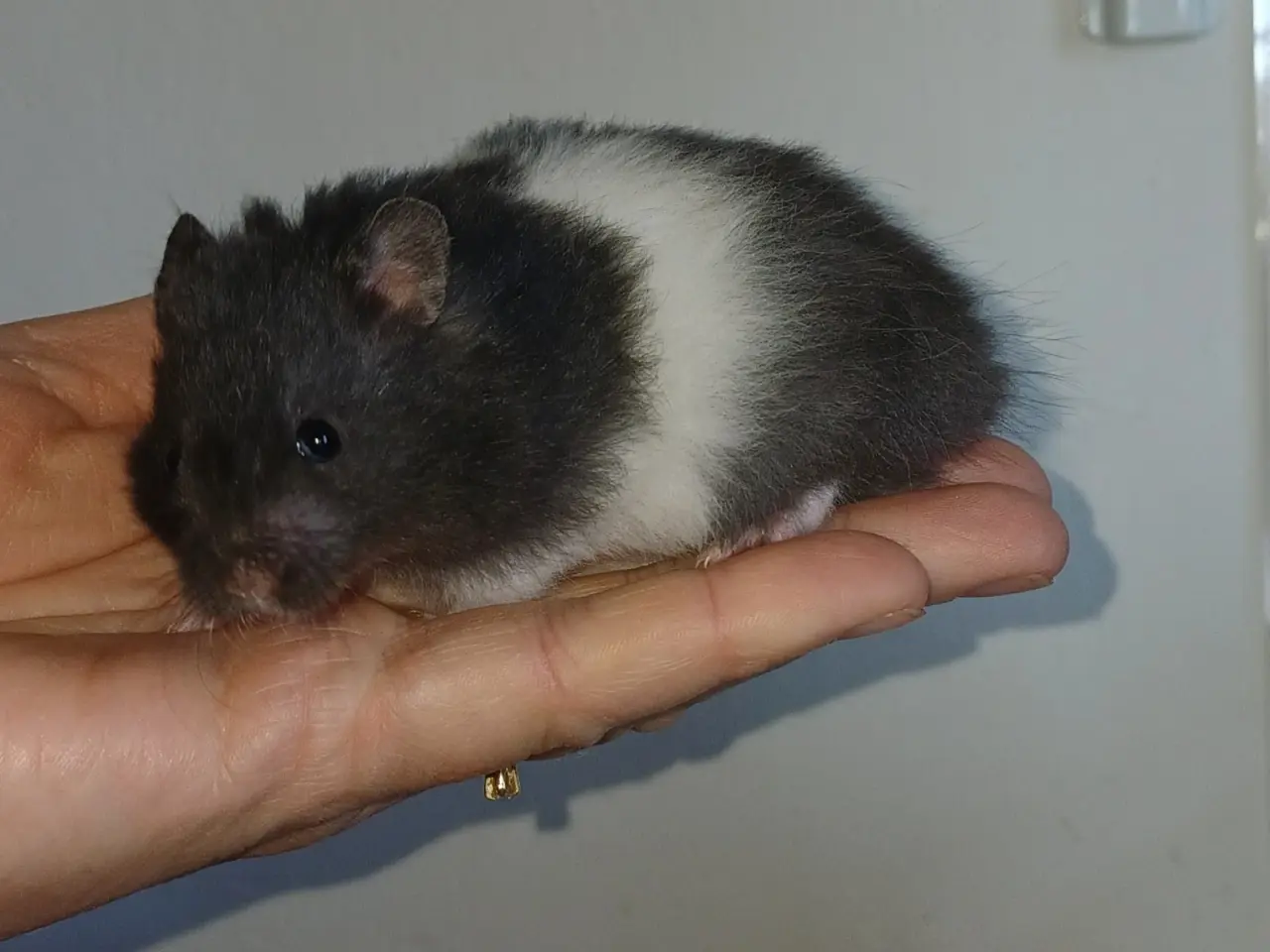 Billede 4 - Guldhamster unger