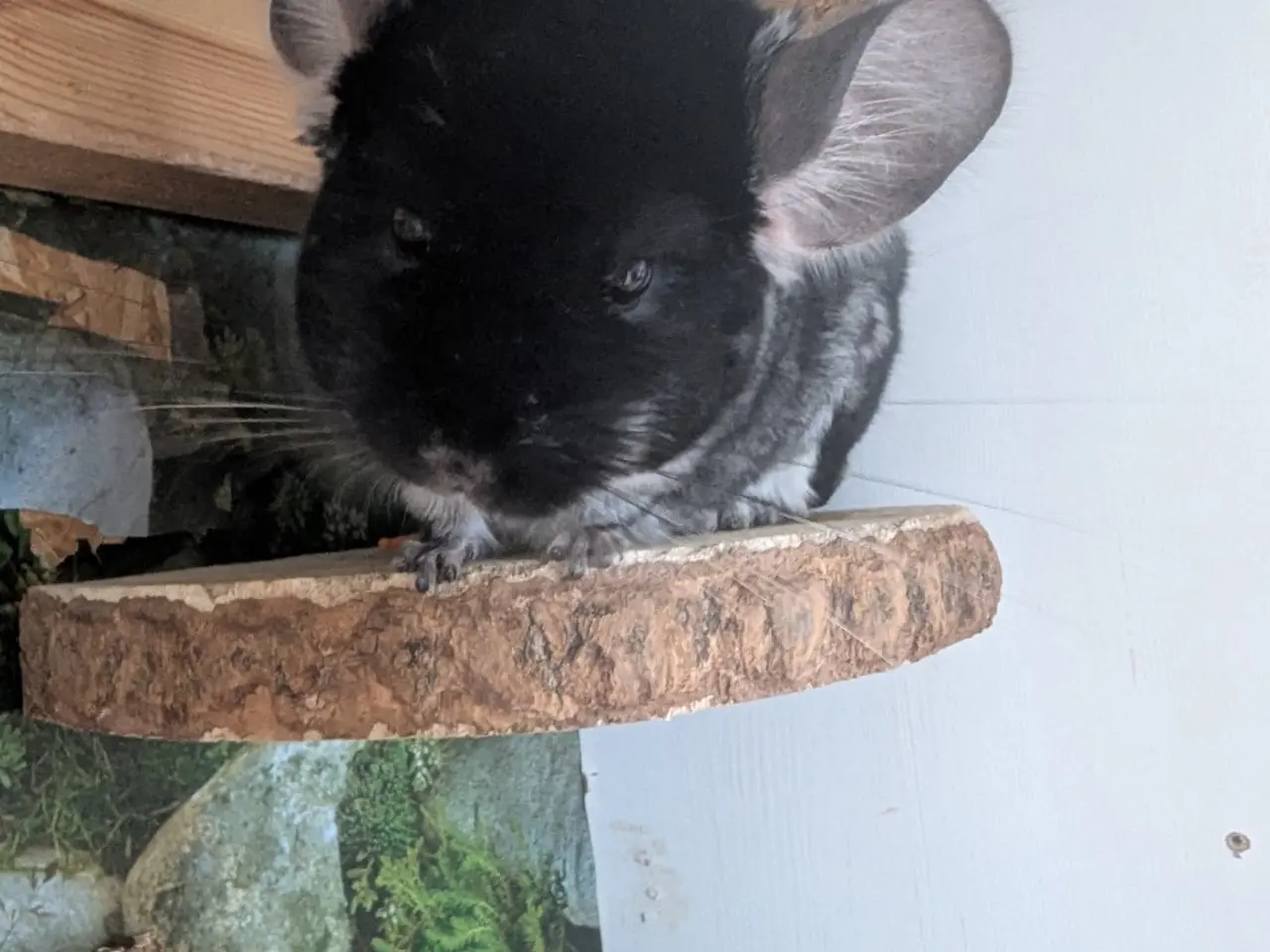 Billede 2 - Chinchilla