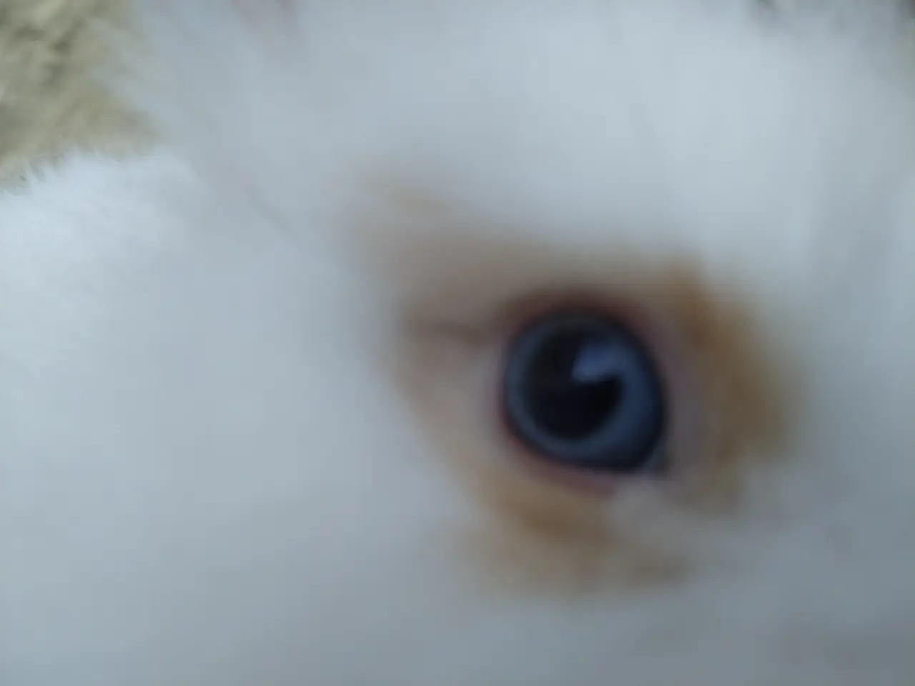 Billede 3 - Teddy Løvehoved unge, tamme 