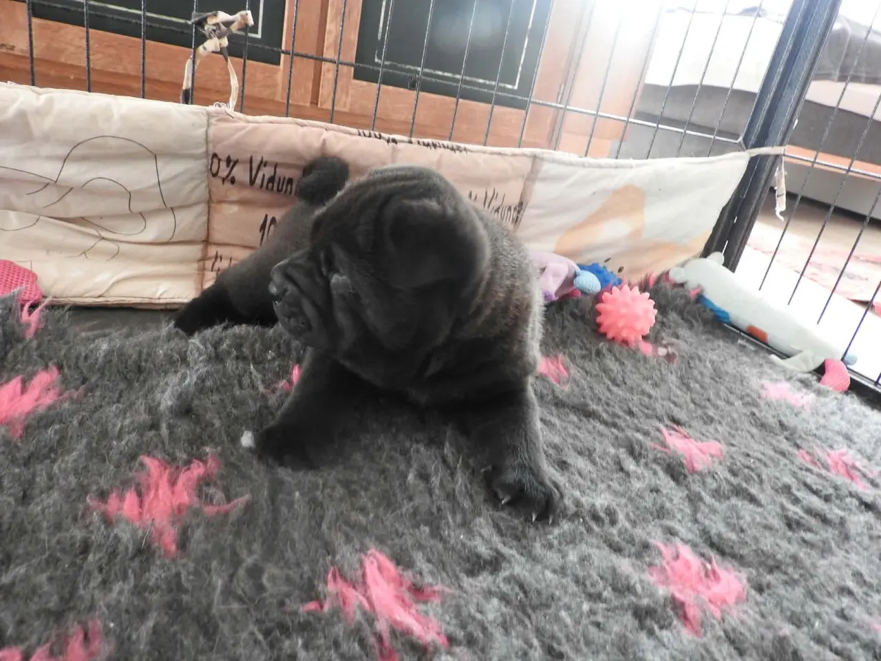 Billede 5 - Shar pei hvalp