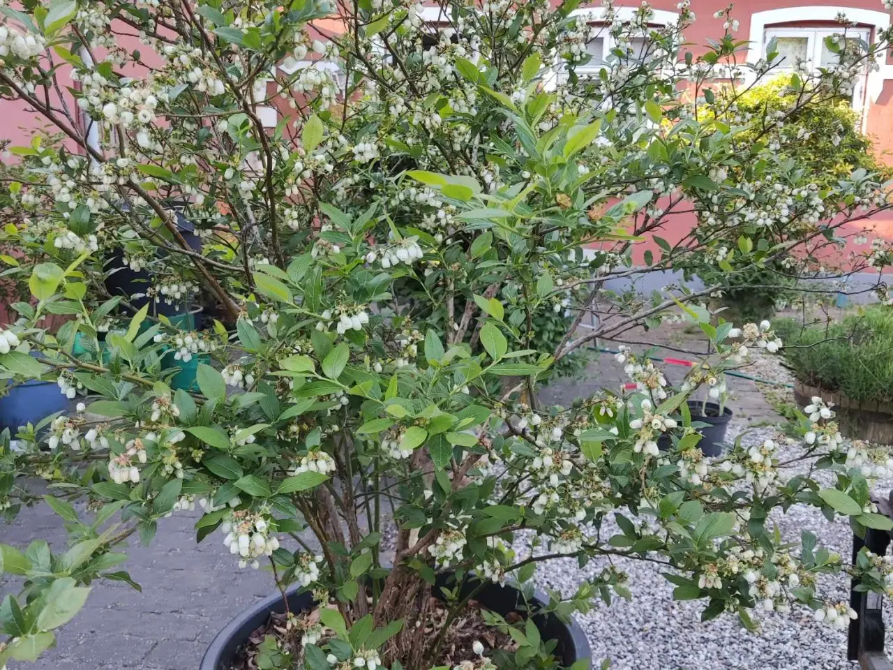 Billede 1 - Blåbær Planter
