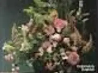 Bind blomster med Bering