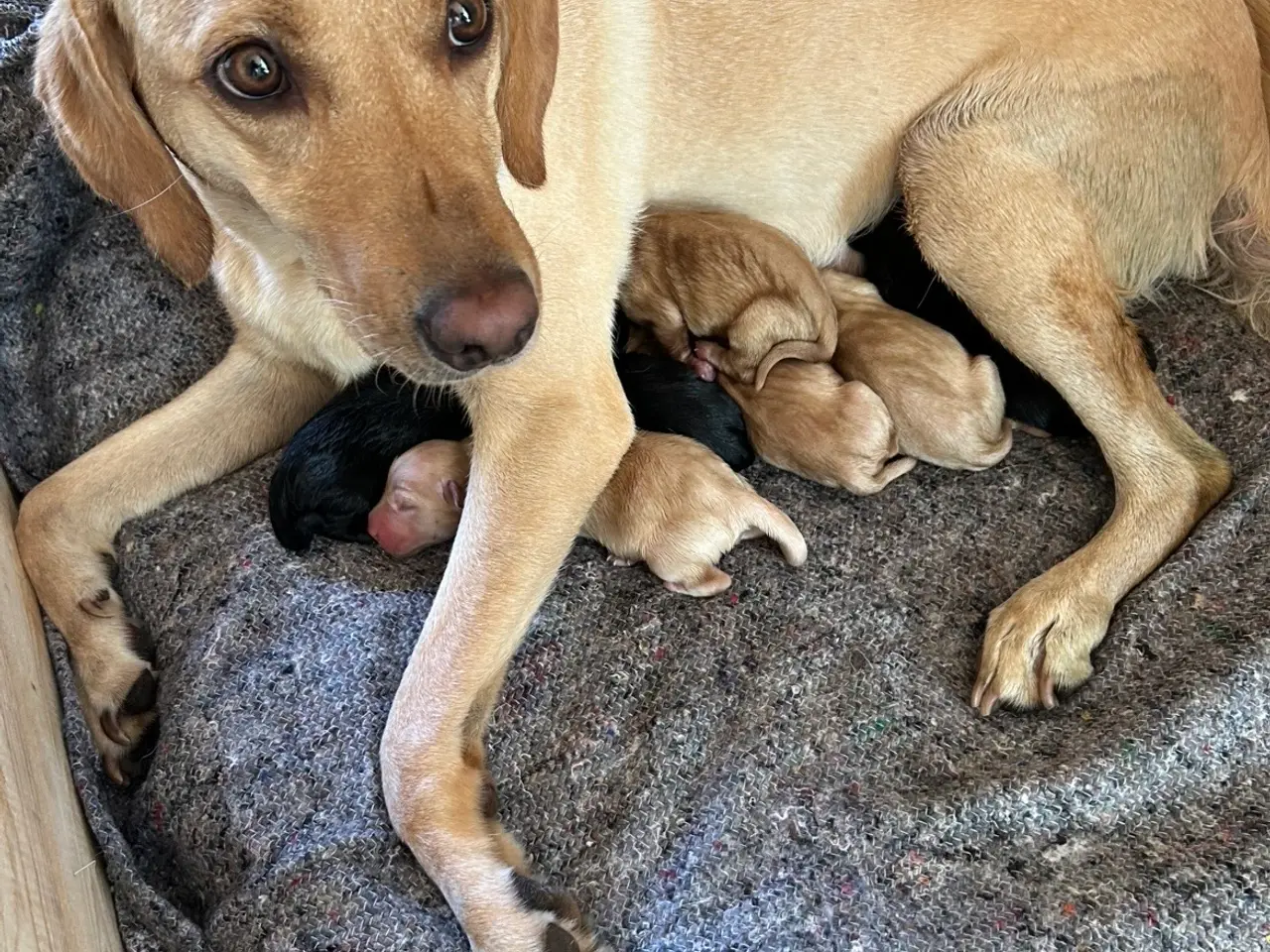 Billede 10 - Formel 1 Labrador hvalpe søger familier i uge 42