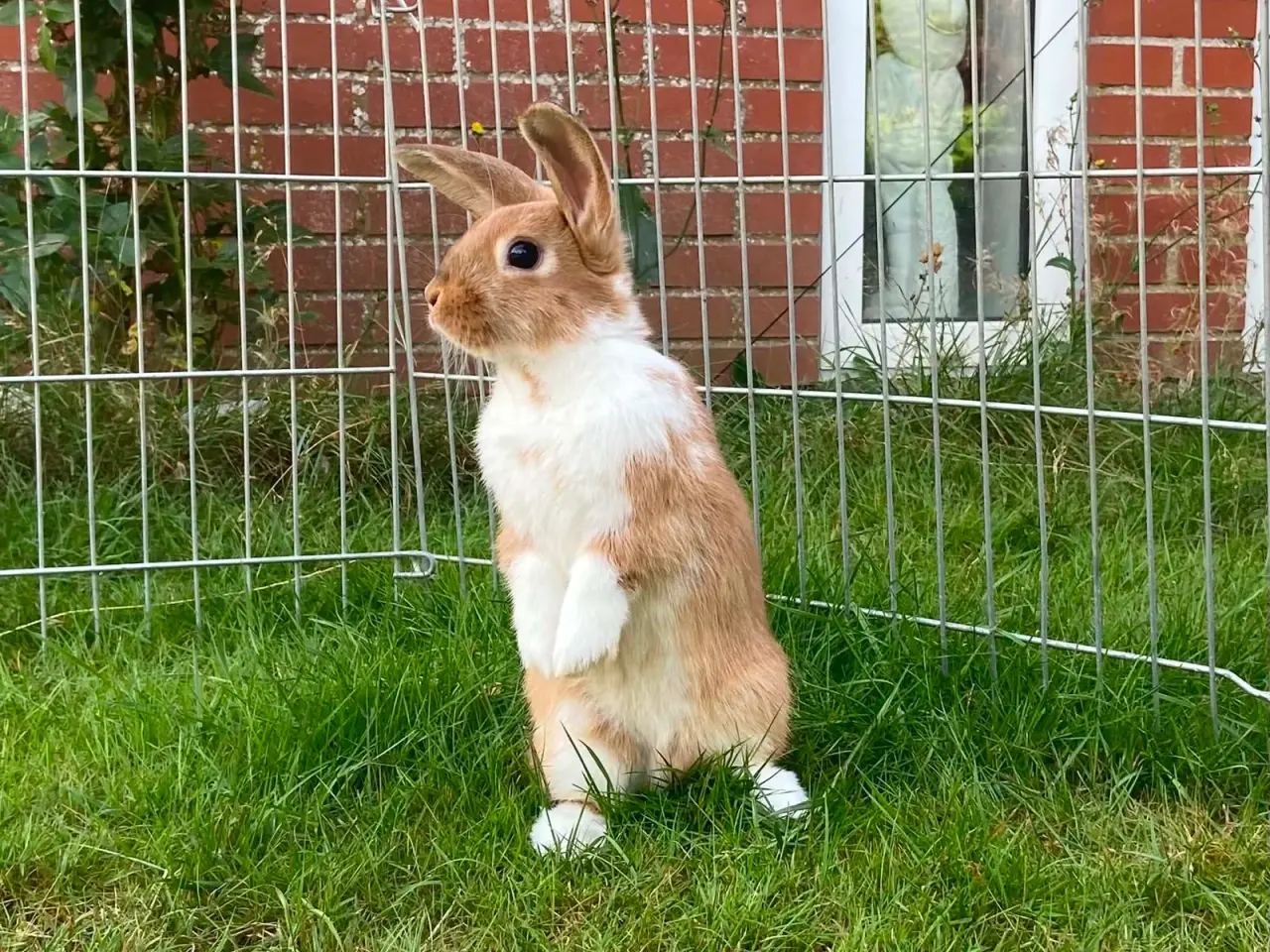 Billede 1 - Smuk lille pige kanin🥕