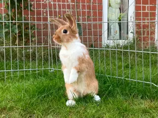 Smuk lille pige kanin🥕