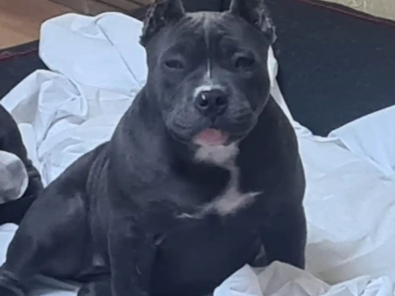 Billede 2 - American Bully Pocket abkc