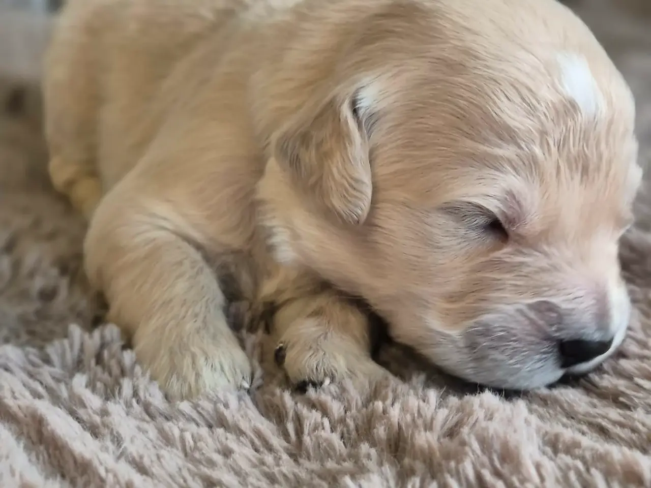 Billede 2 - 10 skønne Golden Retriever-hvalpe søger deres komm