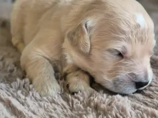 10 skønne Golden Retriever-hvalpe søger deres komm - 3