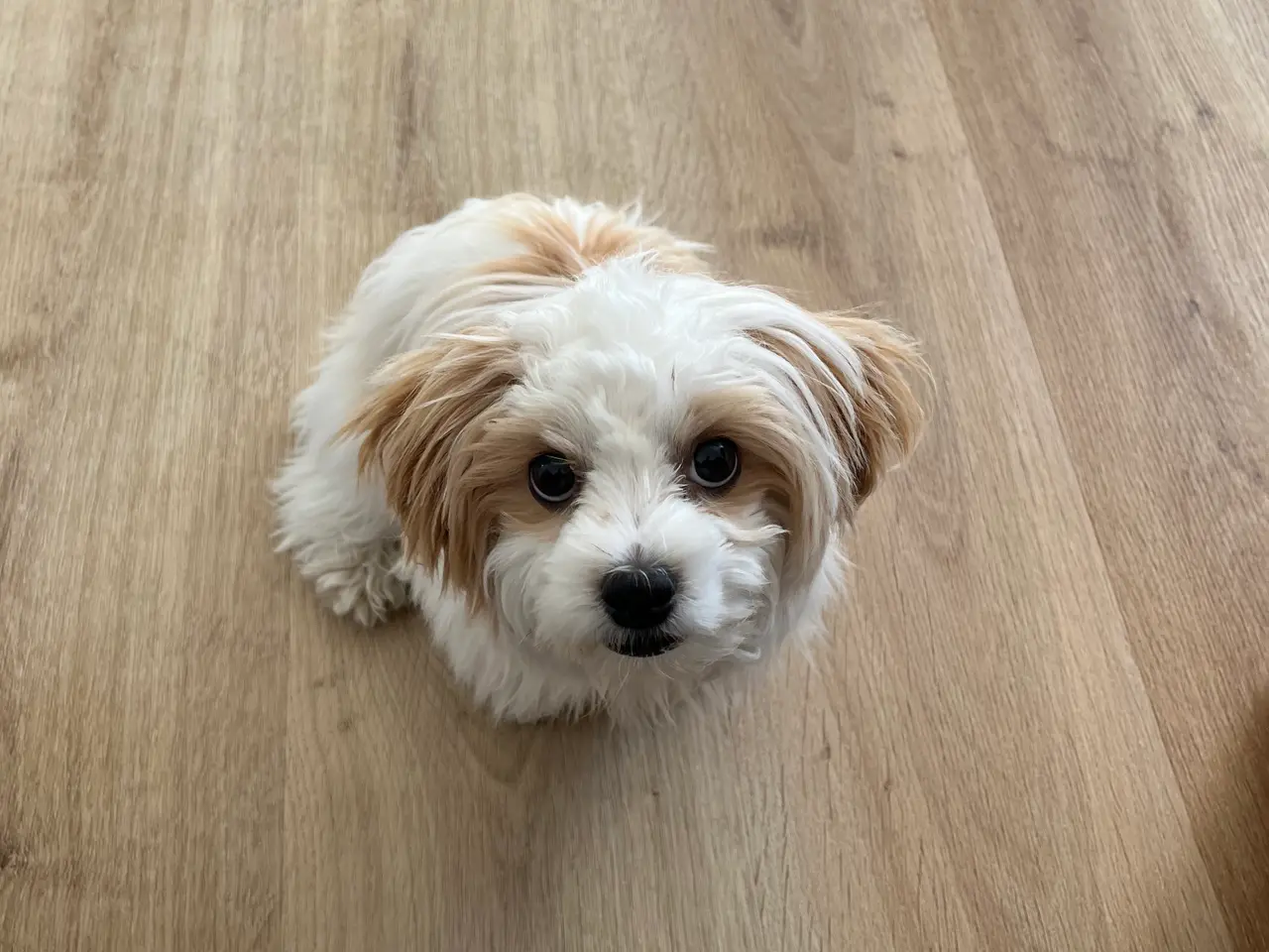 Billede 2 - Bichon havanais