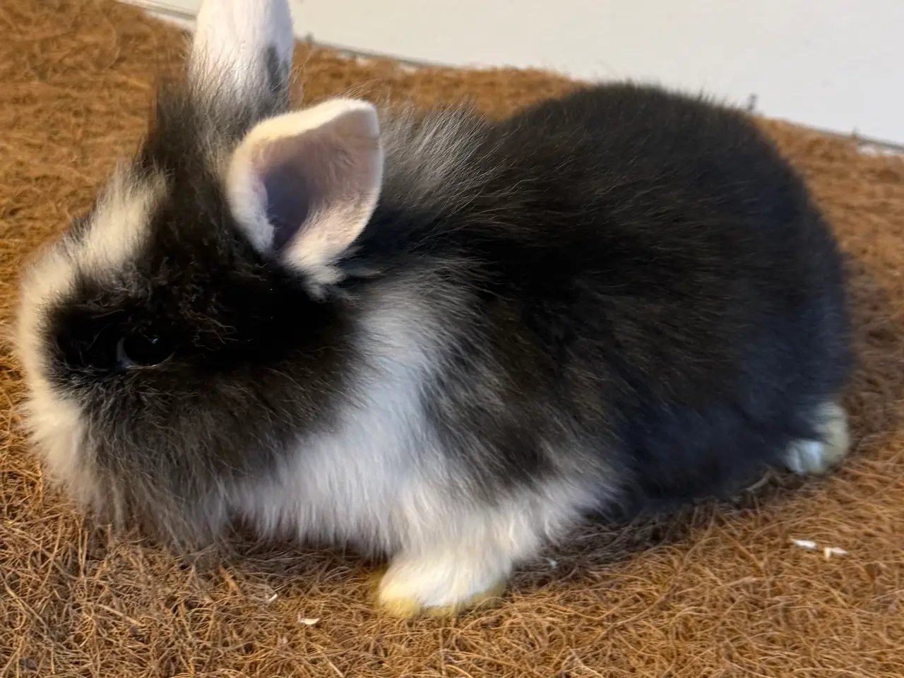Billede 1 - Sød kaninpige søger nyt hjem 🐰❤️