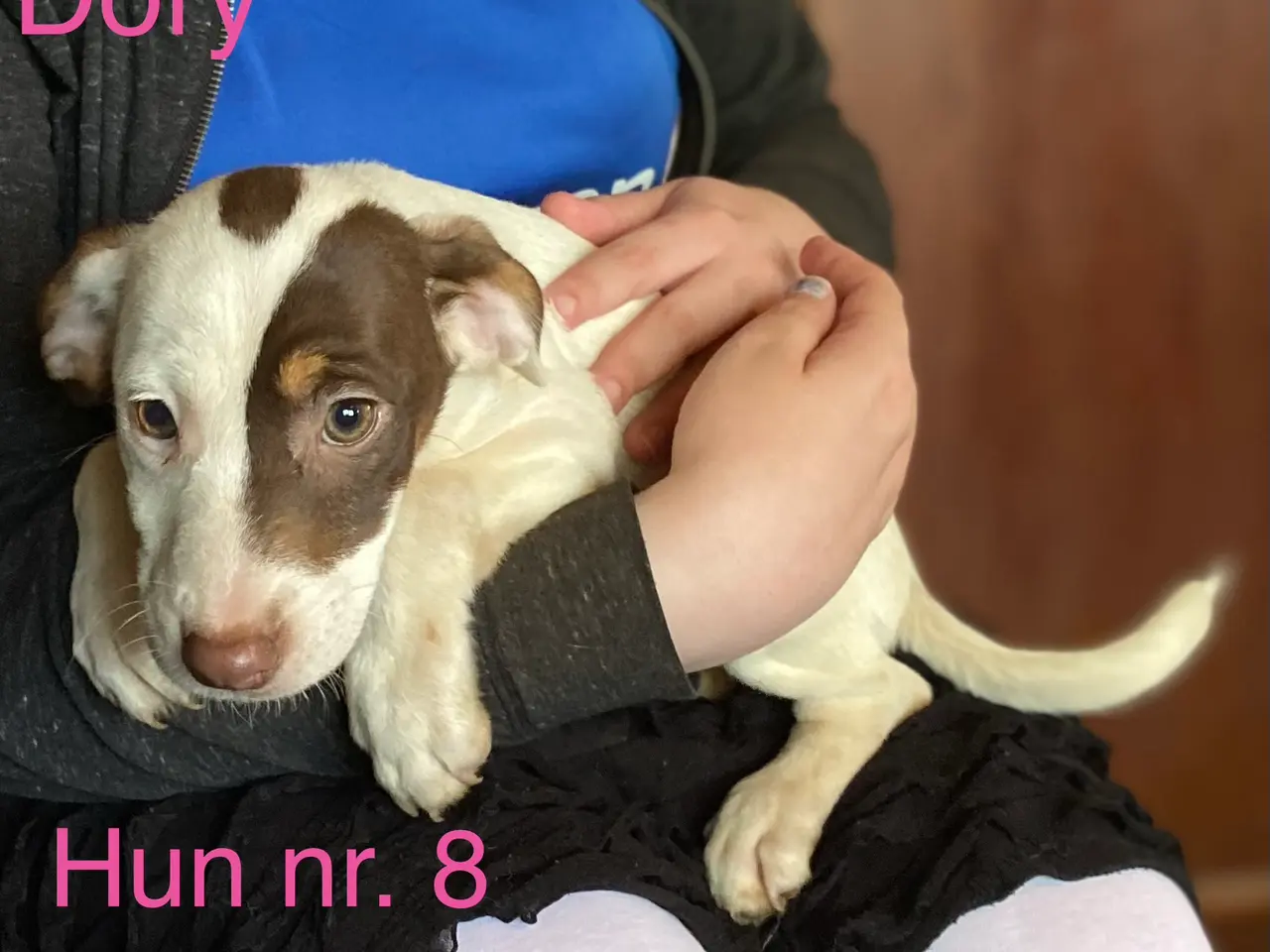 Billede 8 - Hundehvalpe Dansk/svenskgårdhunde