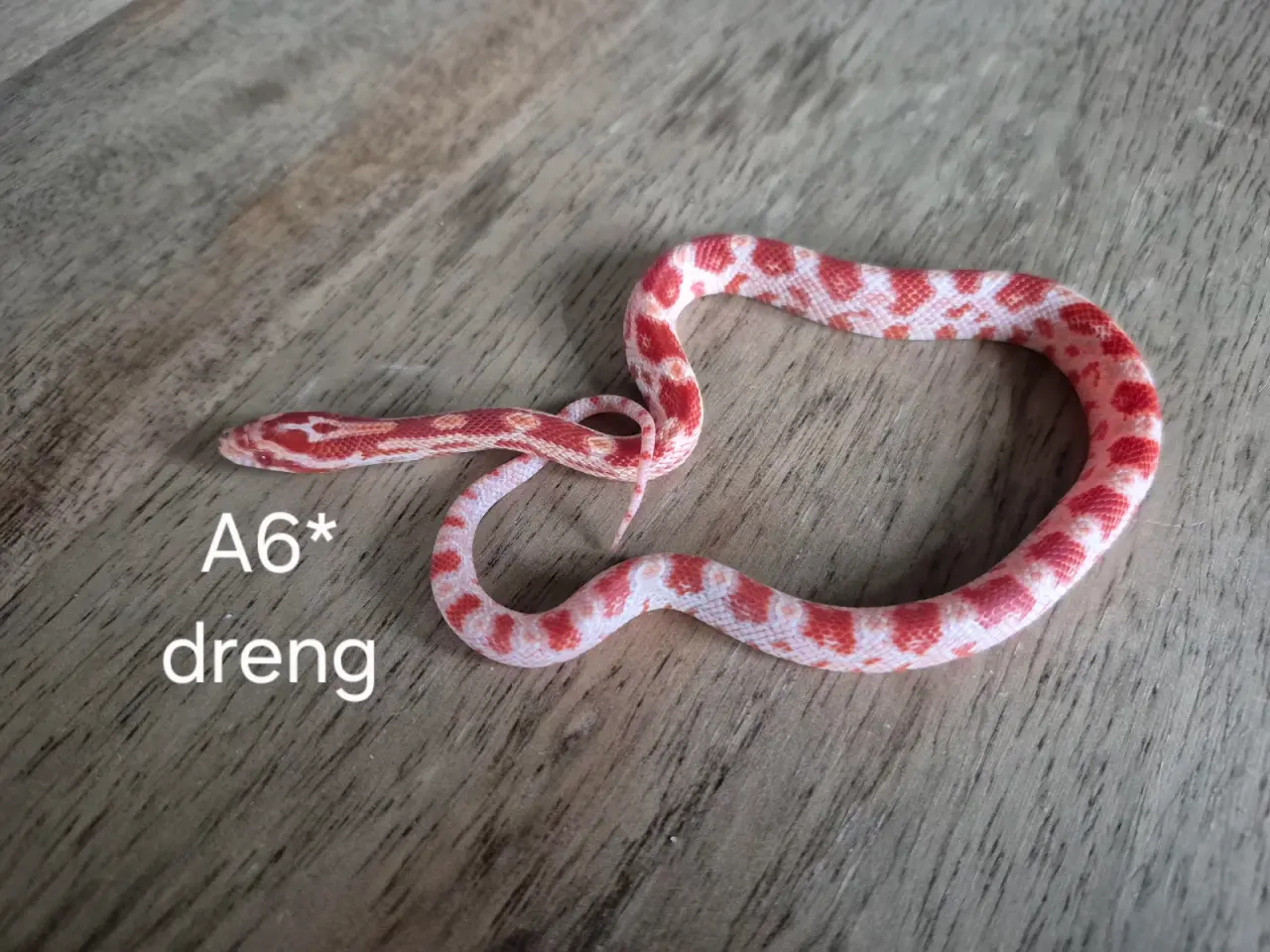 Billede 3 - Kornsnog 