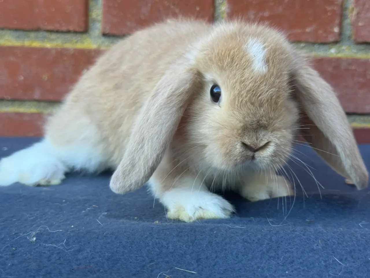Billede 5 - Mini lop han kanin