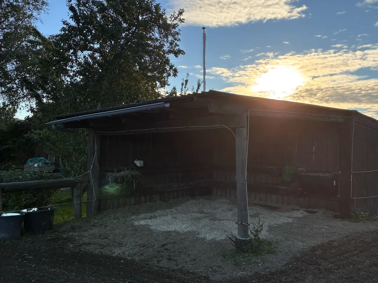 Billede 8 - Opstaldning/Sommergræs til hoppeplag Nordfyn