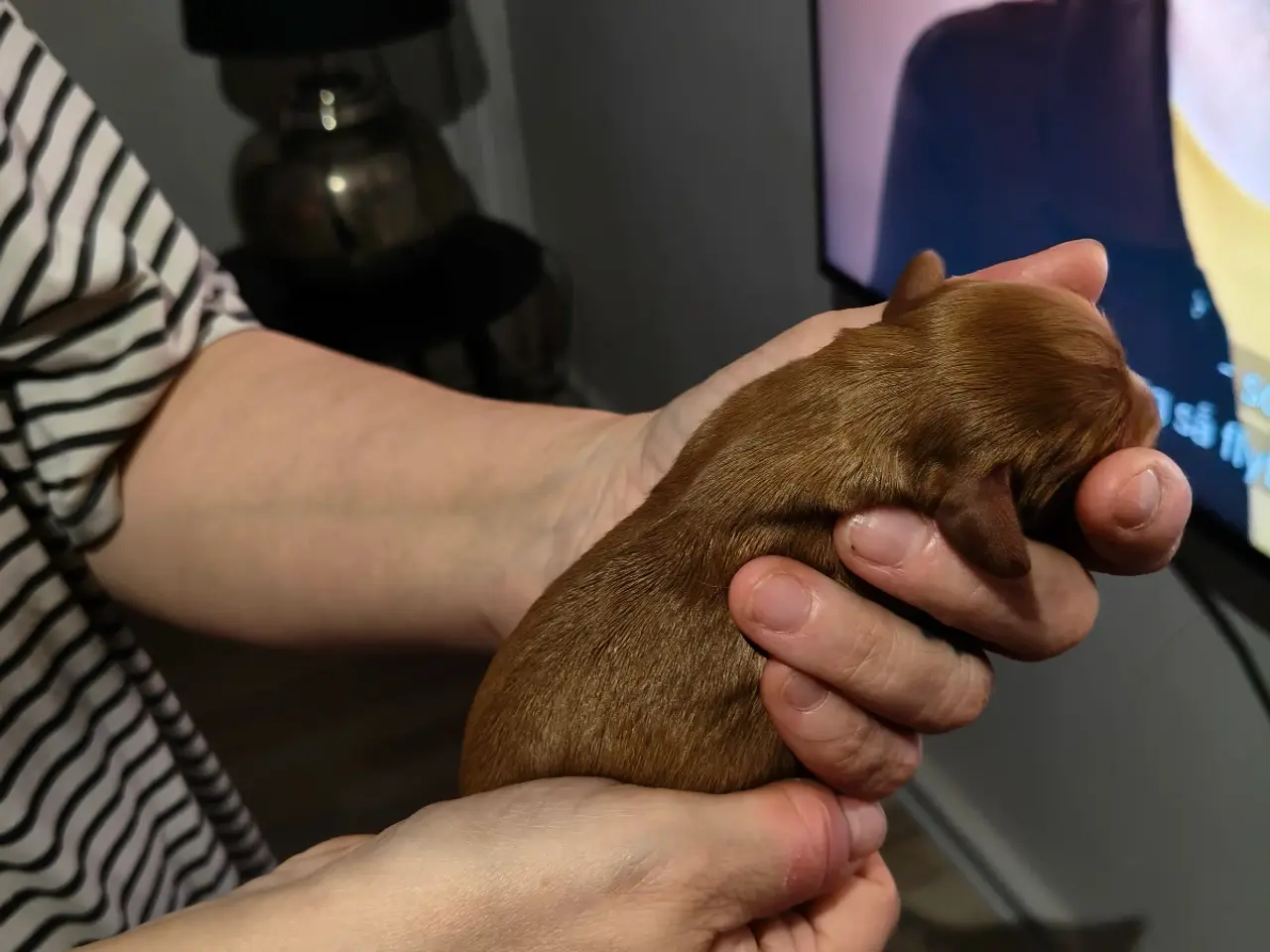 Billede 6 - Cavalier King Charles 
