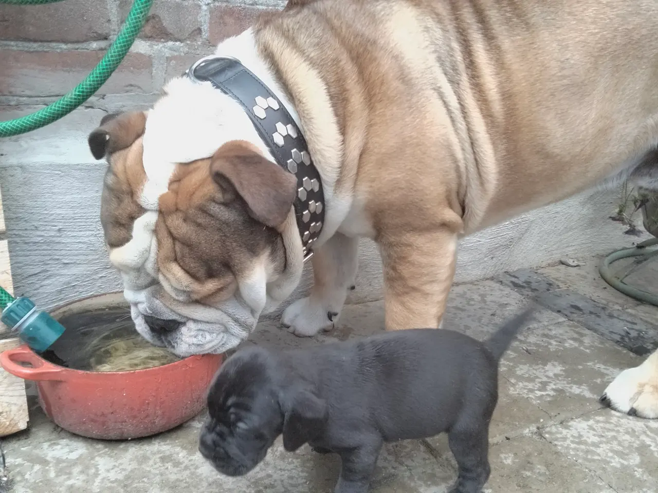 Billede 2 - Engelsk bulldog 