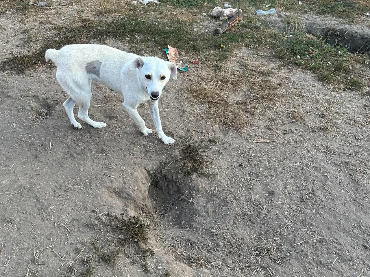 Billede 3 - Sammie søger sit eget hjem <3