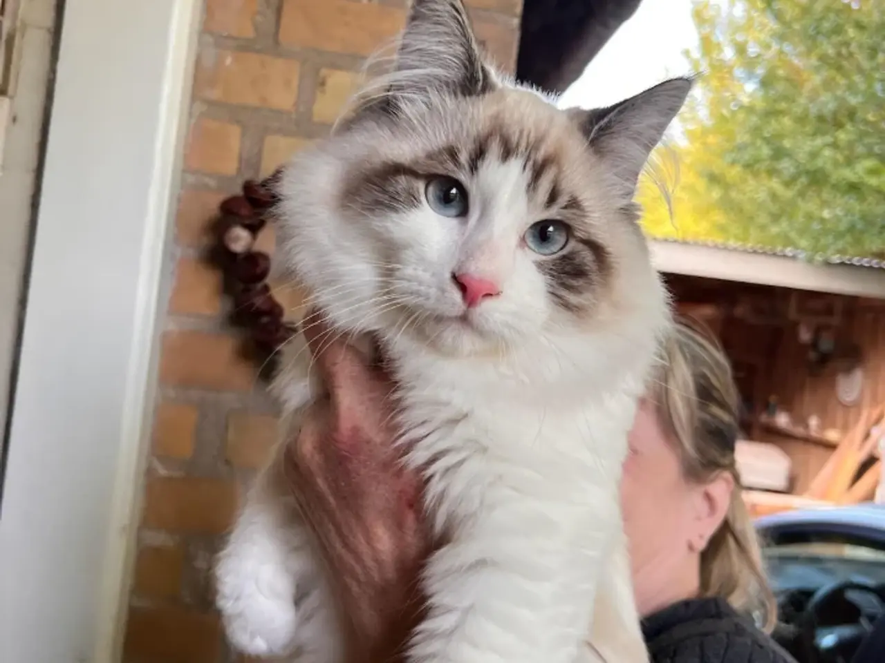 Billede 2 - Ragdoll far og Ragdoll-Skovkat mor