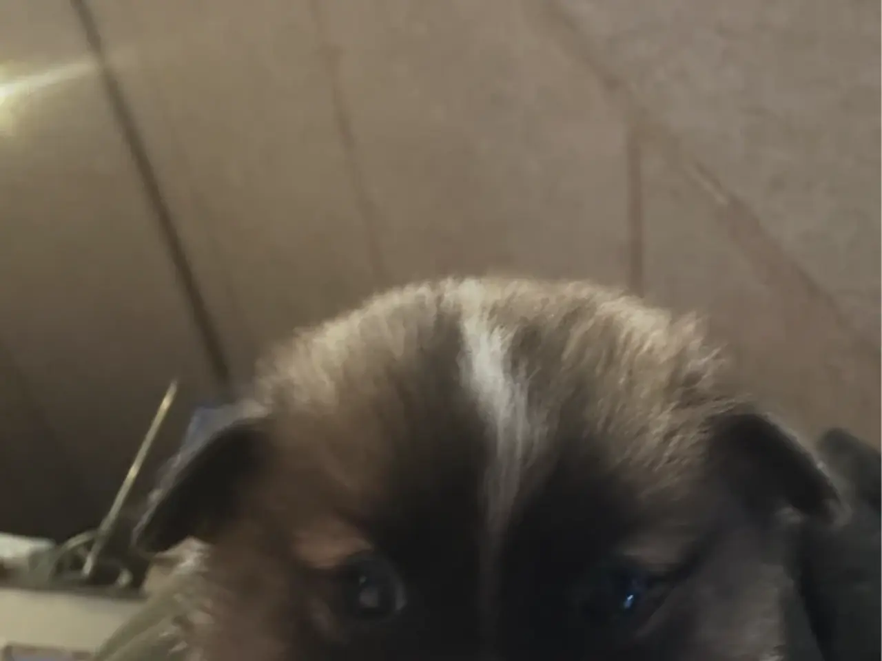 Billede 3 - hundehvalpe pomchi 