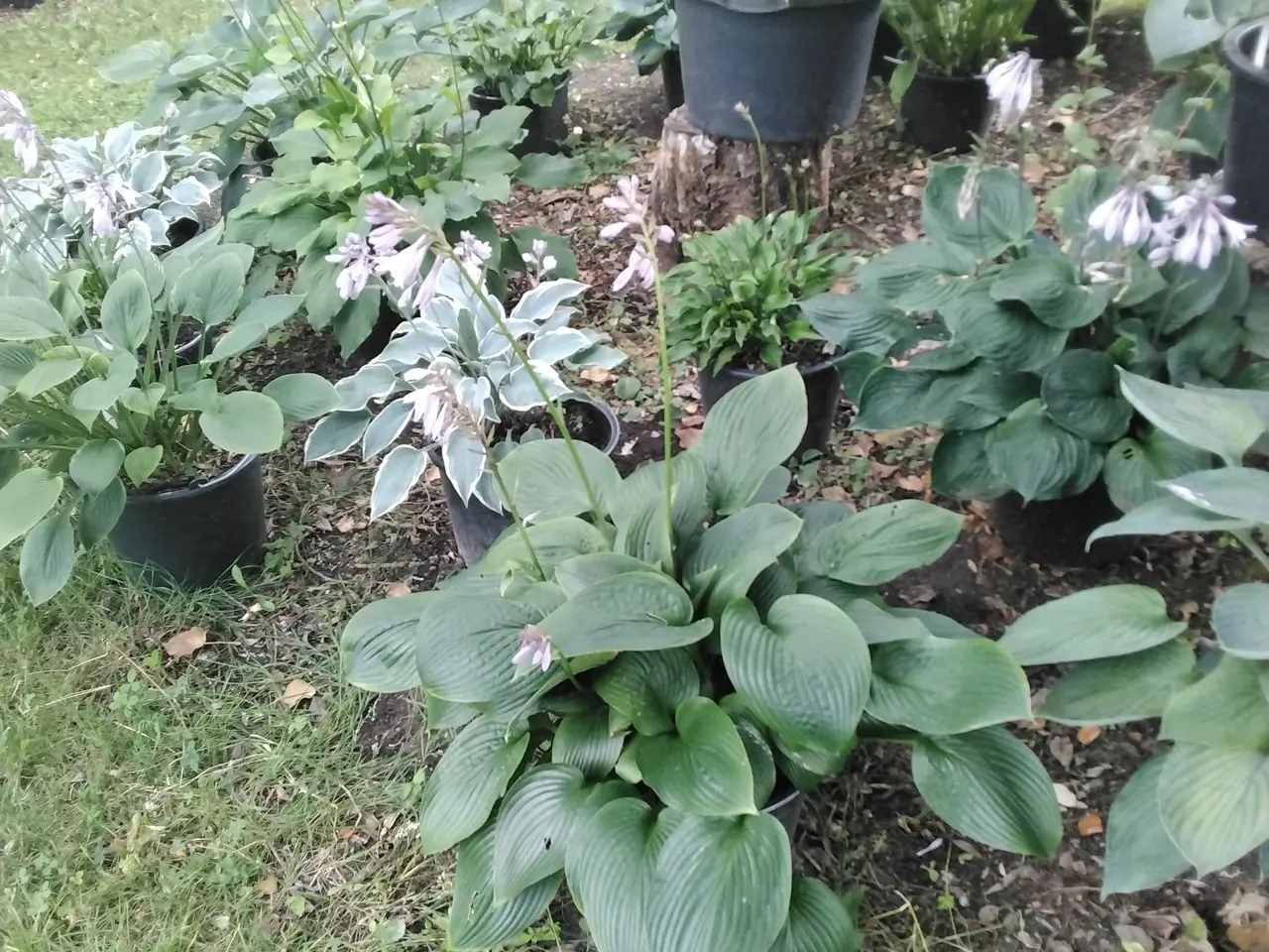 Billede 6 - Store Hosta planter I store 12L potter