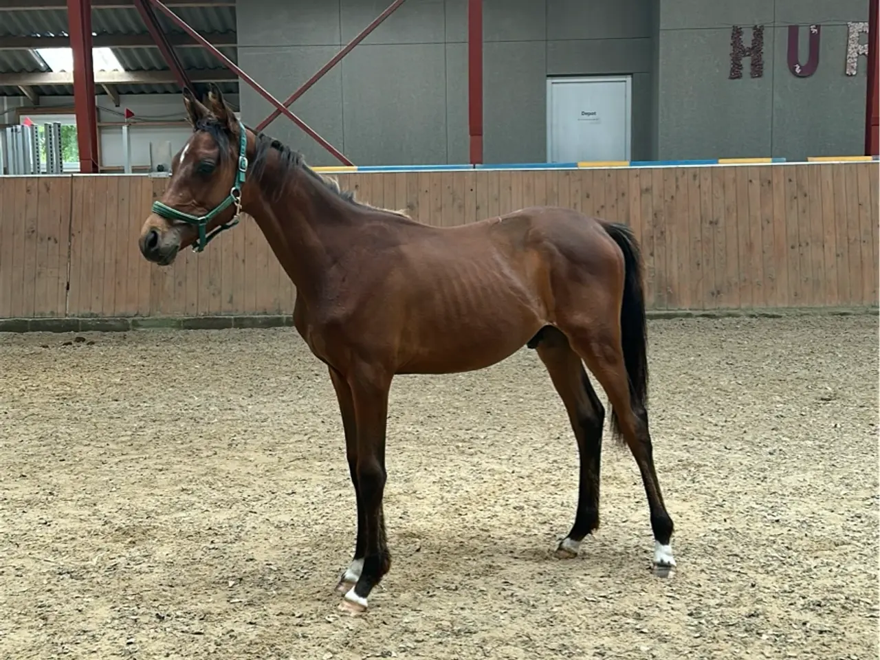 Billede 1 - 1 års trakehnerhingst