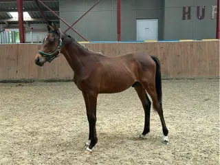1 års trakehnerhingst