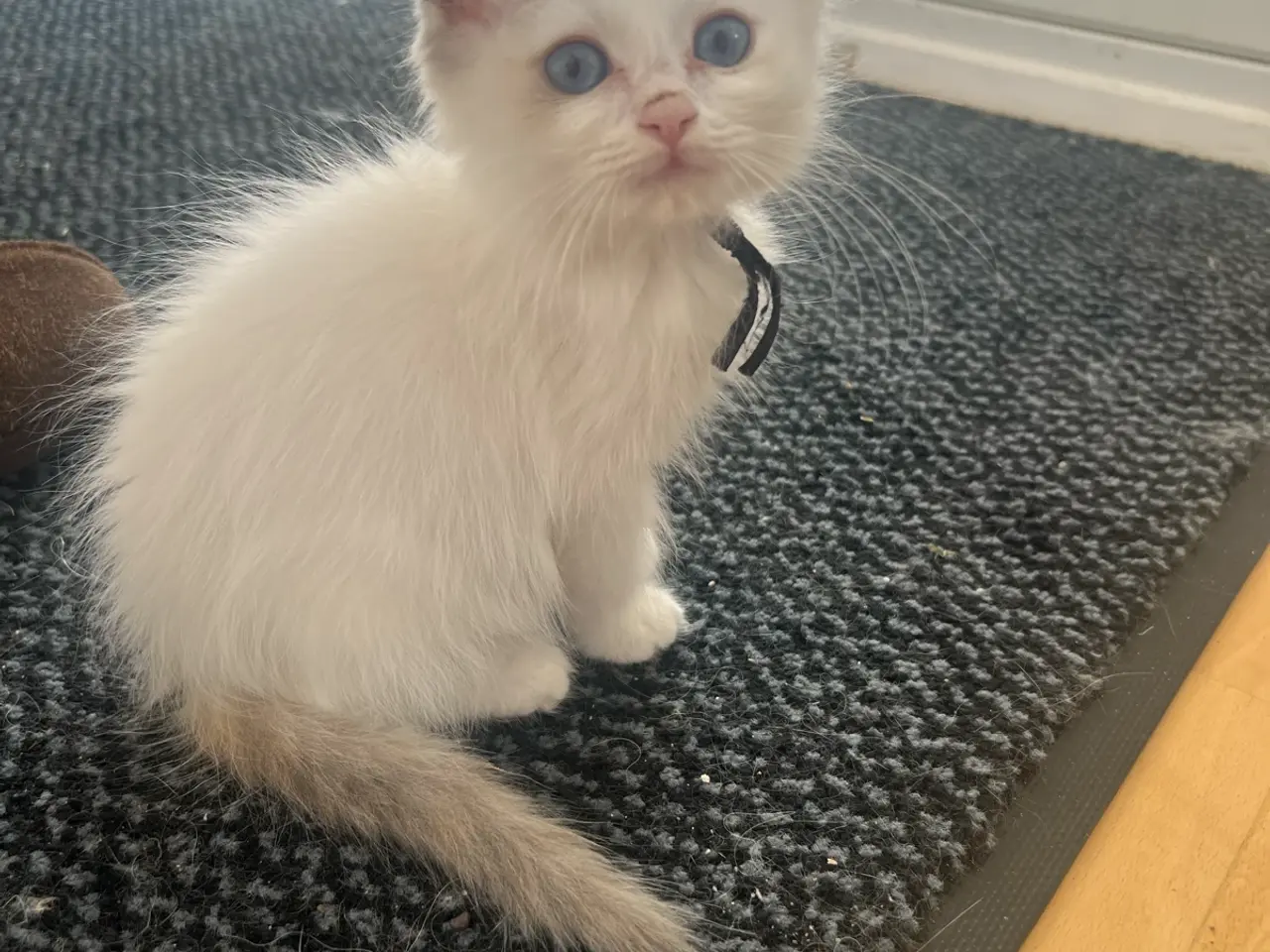 Billede 3 - Ragdoll/maine coon 