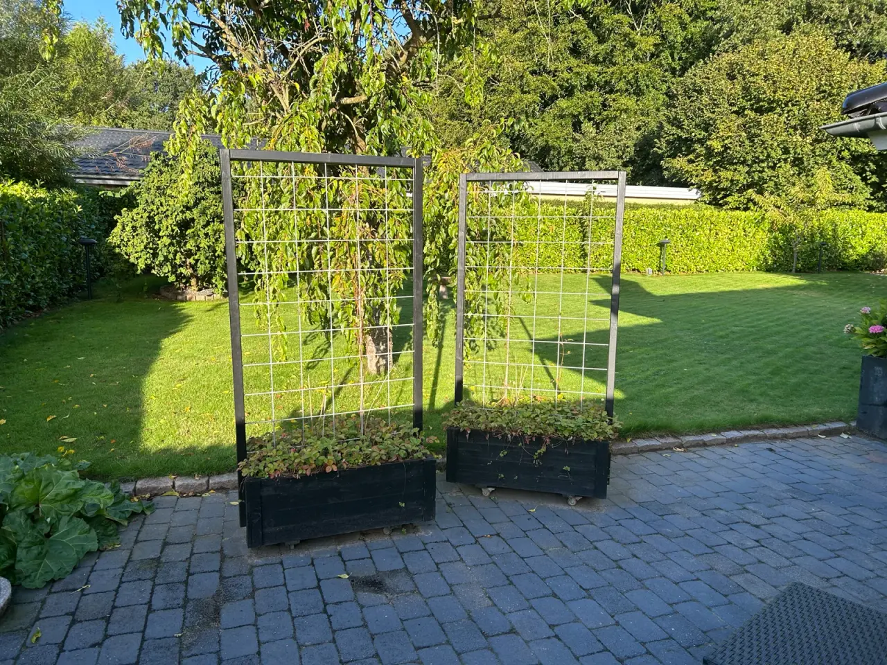 Billede 1 - Espalier