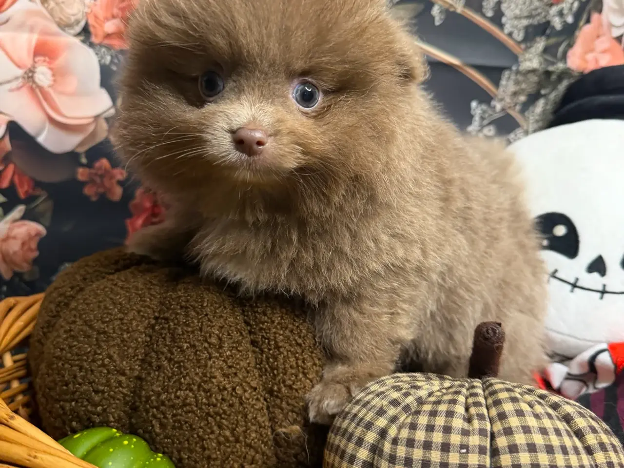 Billede 18 - 🐾💙 3 SMUKKE POMERANIA-DRENGE 💙🐾