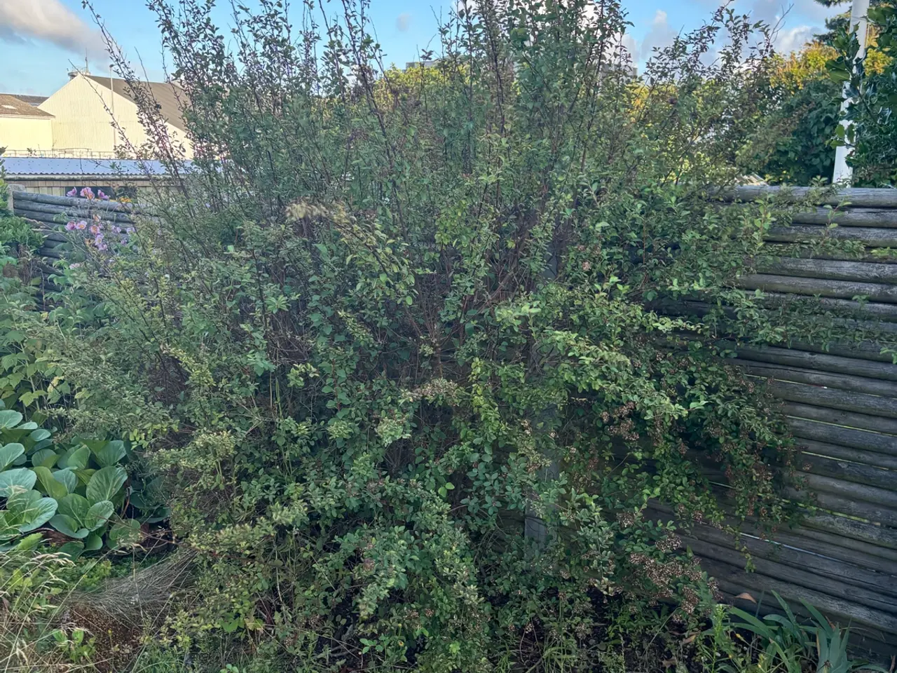 Billede 9 - Planter, buske, træer m.m.