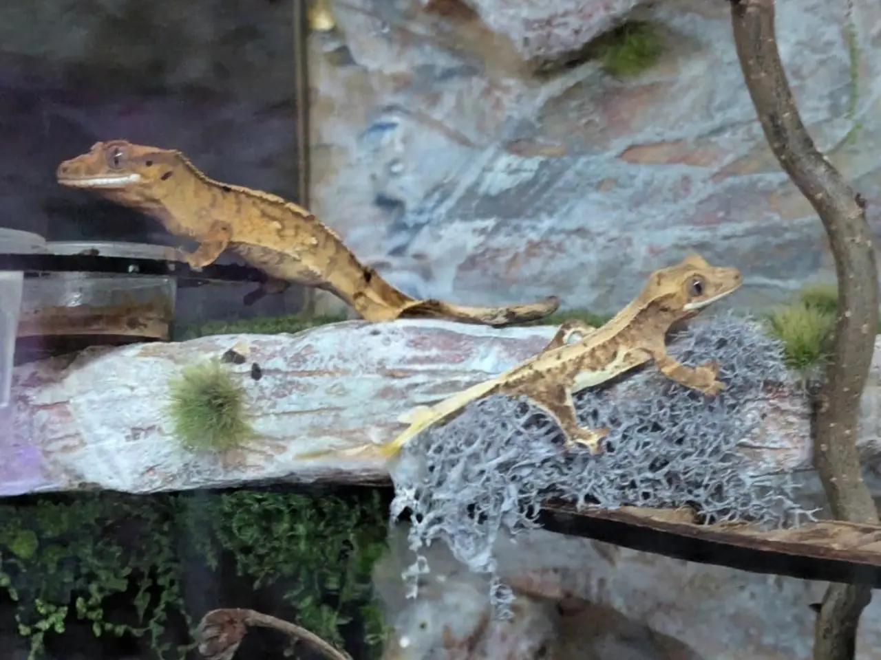 Billede 7 - Kronegekko babyer sælges 