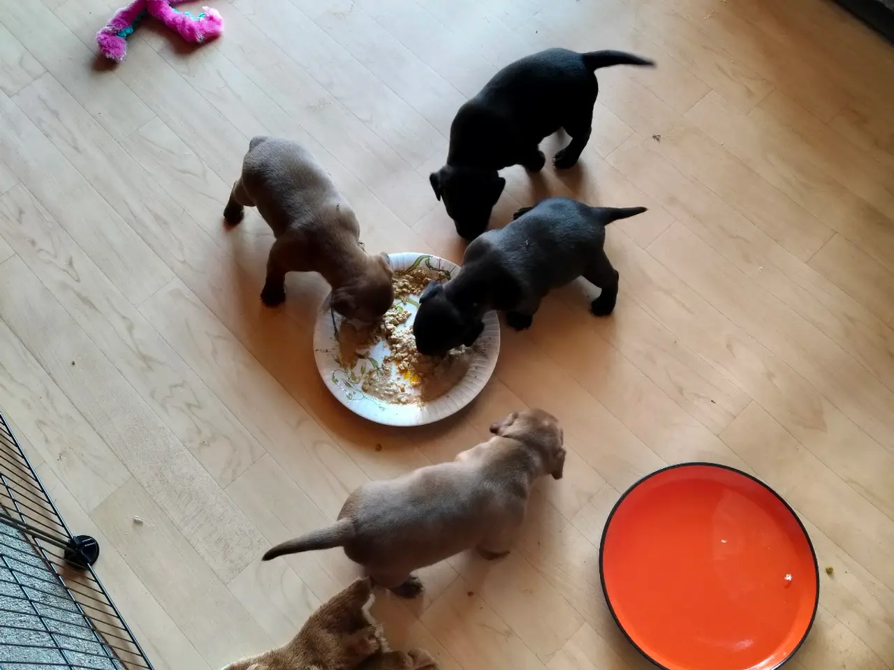 Billede 1 - Patterdaleterrier hvalpe