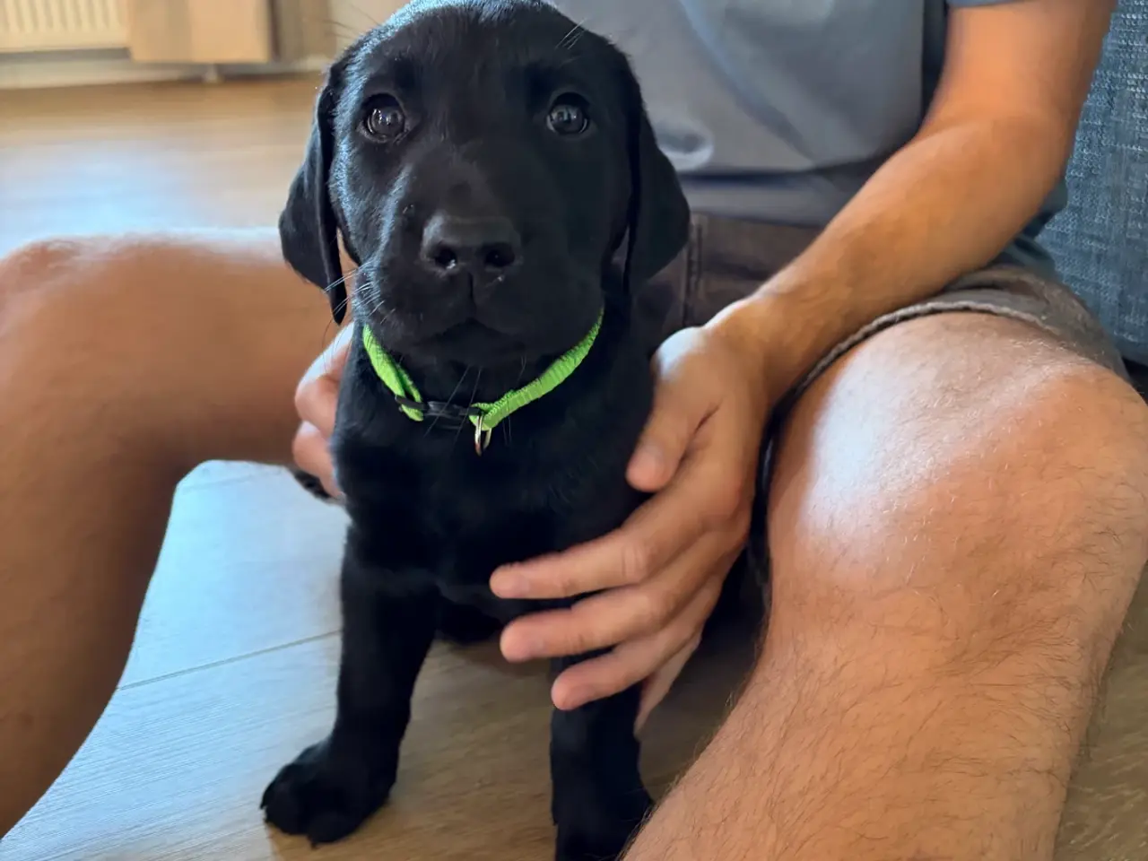 Billede 1 - Sort labradorhvalp - gammeldags type