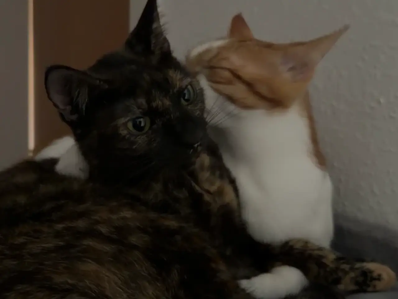 Billede 2 - Søde Chloe/den sorte søger sit for evigt hjem 💕 
