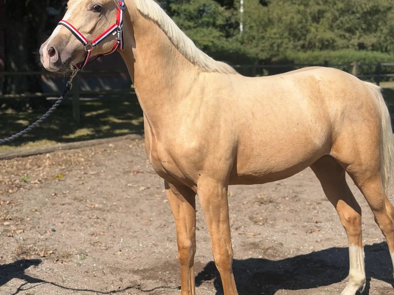 Billede 1 - Flot palomino plag