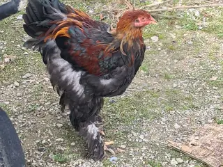 Brahma haner