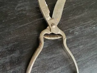 Fjerkræs saks