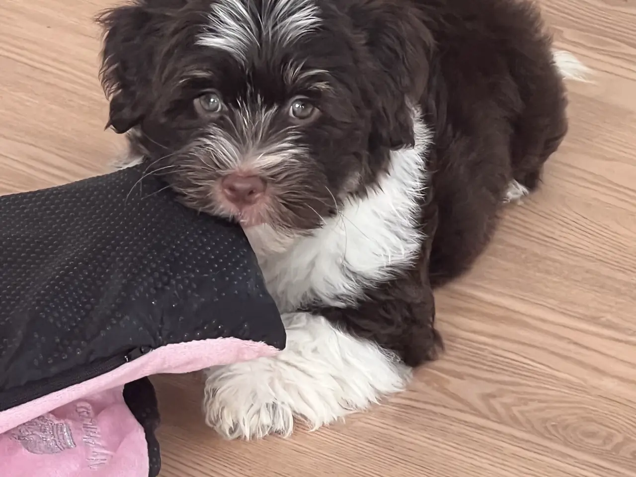 Billede 3 - Bichon Havanais Avl