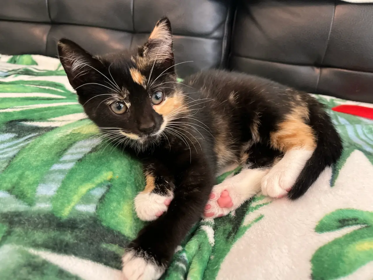 Billede 2 - Katte killinger samt mor