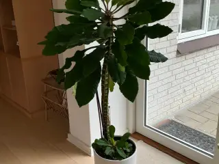 Stor grøn plante