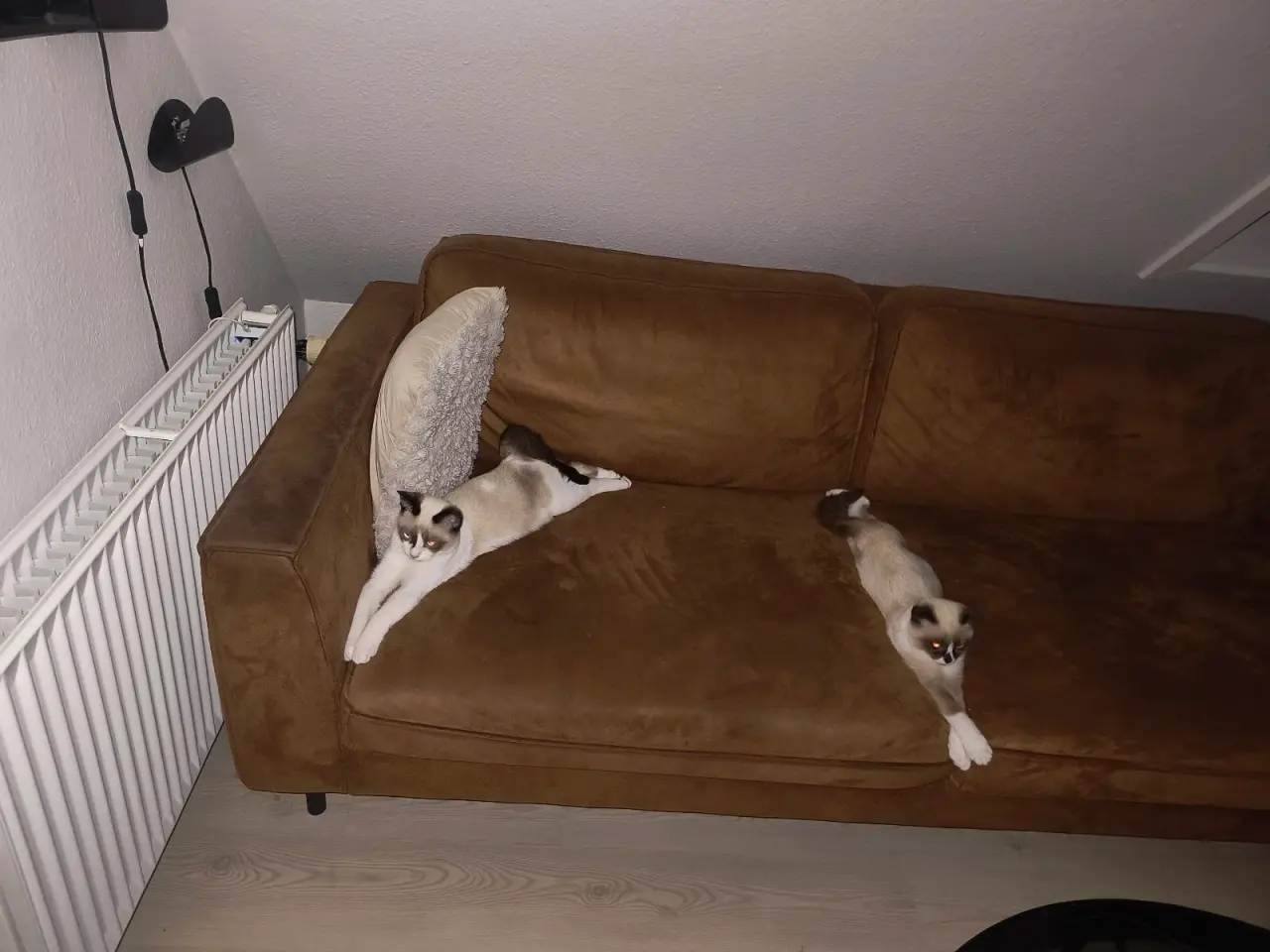 Billede 3 - Vores to smukke katte, søger nyt hjem.
