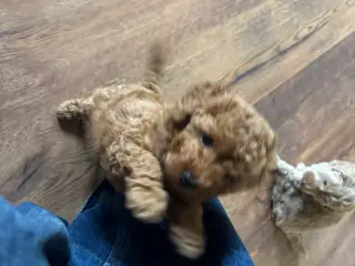 Doxiepoo - tævehvalp - 2