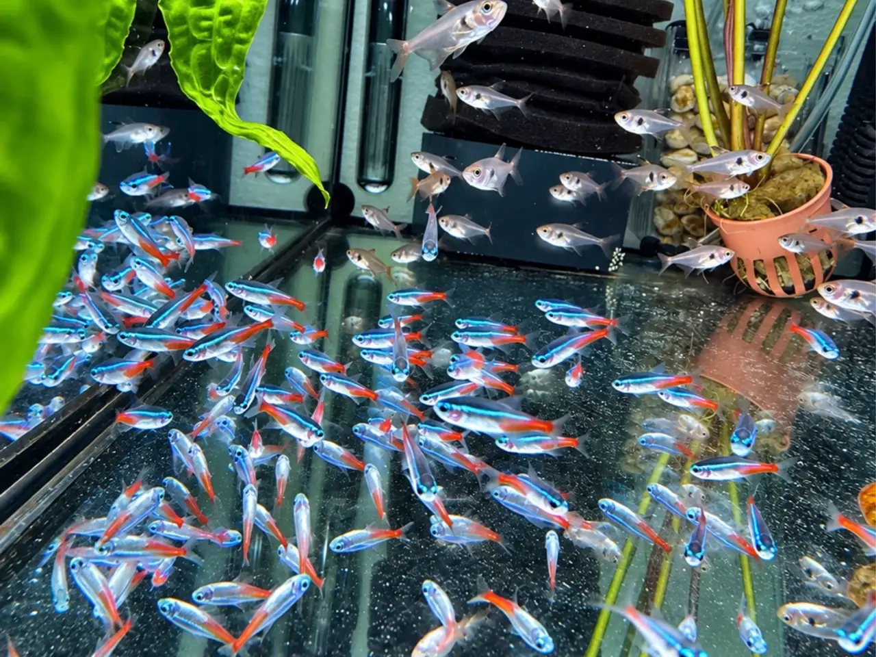 Billede 3 - Super flotte Neon Tetra