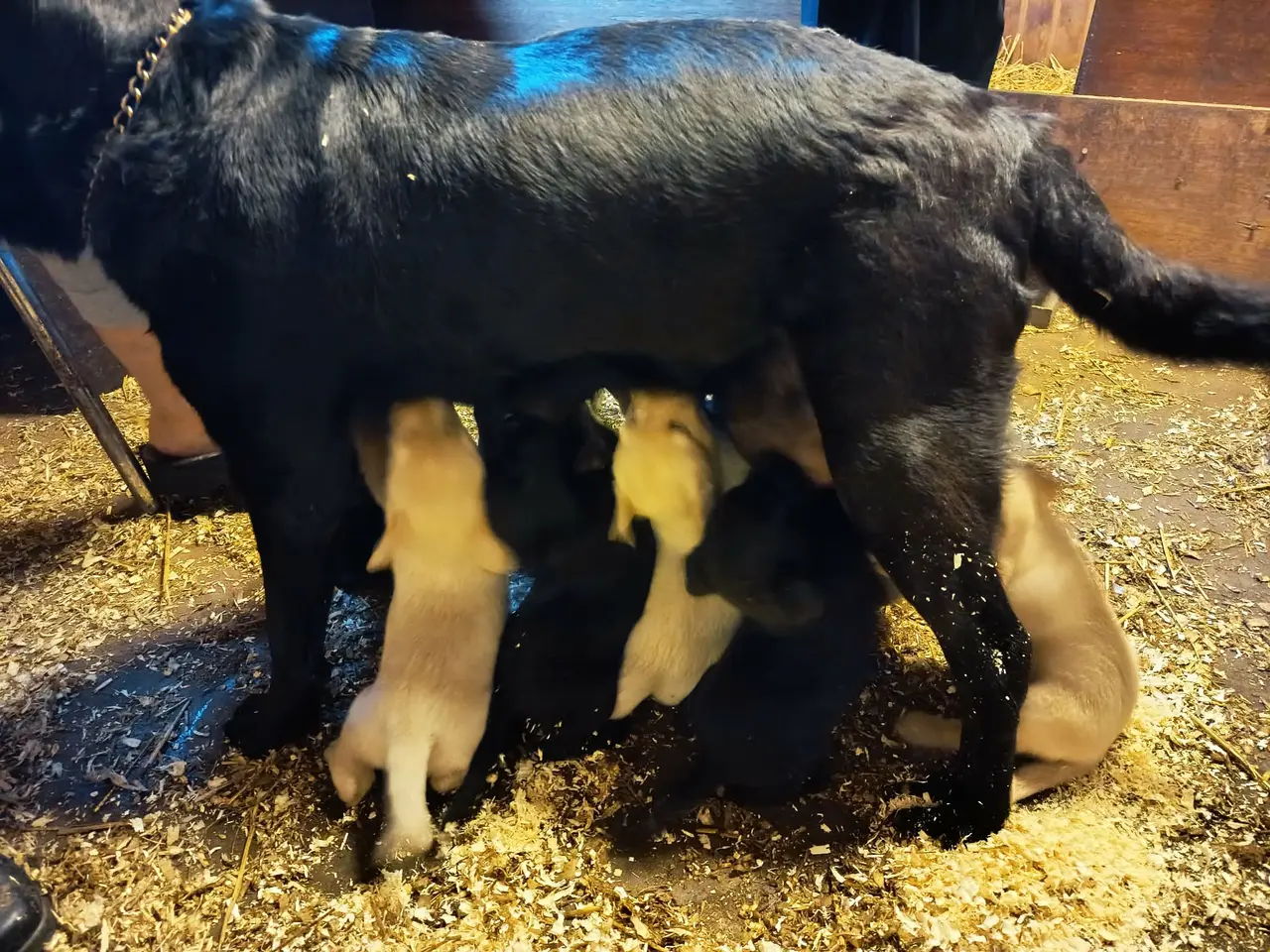 Billede 2 - Labrador hvalpe, sorte og gule.