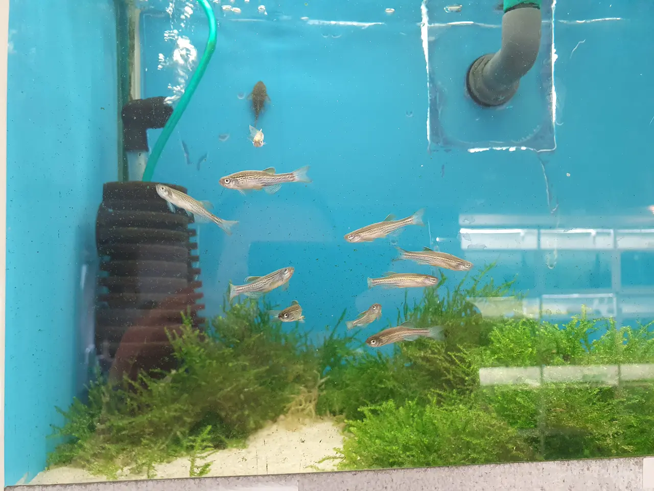 Billede 5 - ⚡🐟 DANIO TIL SALG 🐟⚡