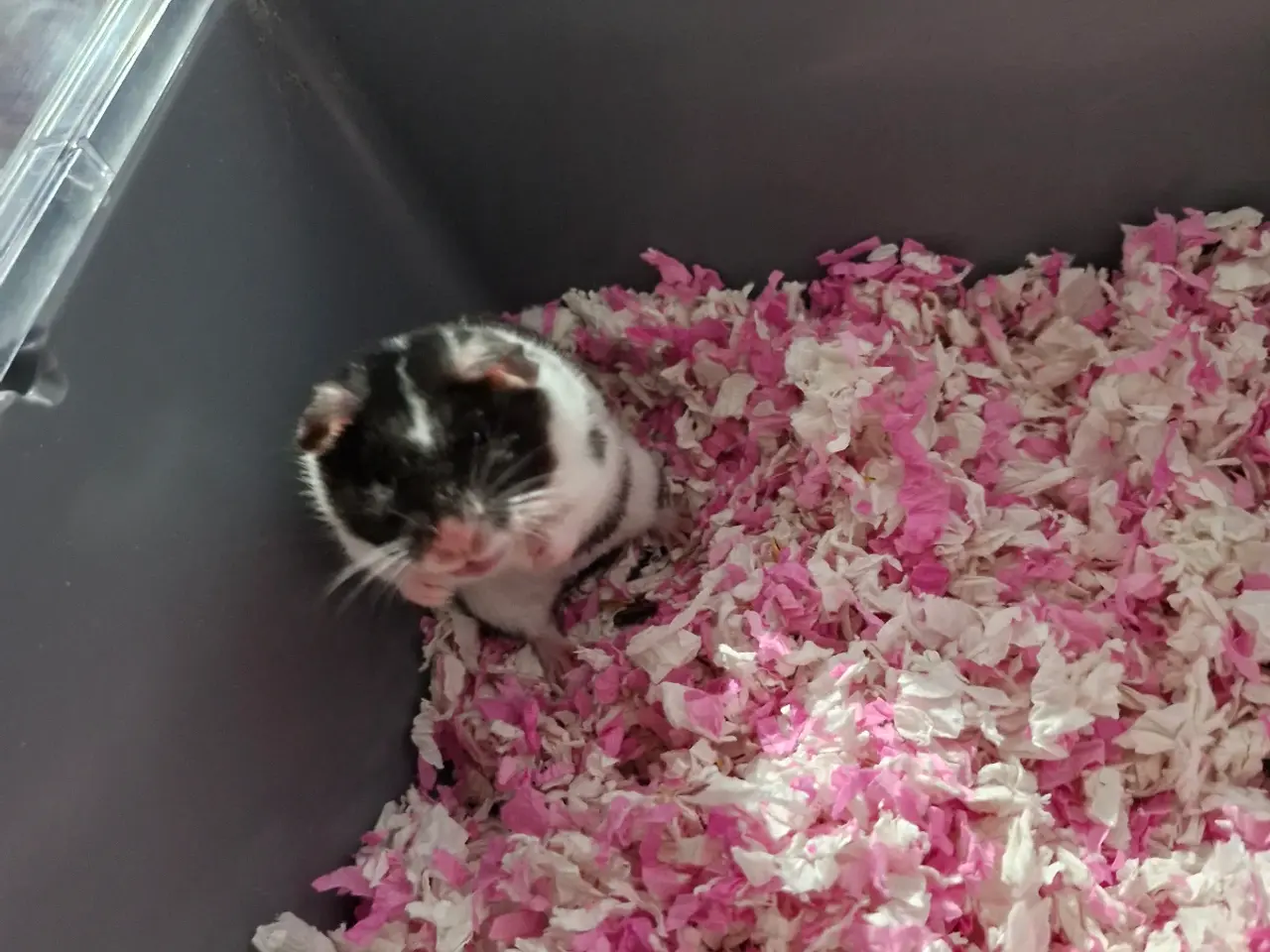 Billede 1 - Guldhamster til salg