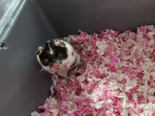 Guldhamster til salg 
