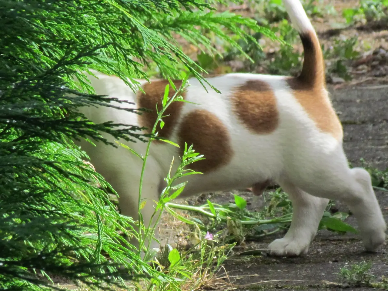 Billede 7 - DKK Jack Russell hvalpe – 2 hanner tilbage!